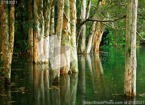 Image of tree on water