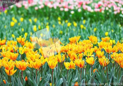 Image of colorful tulips