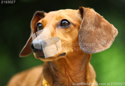 Image of dachshund dog