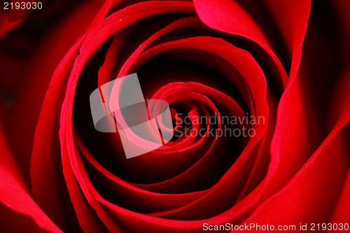 Image of rose close up