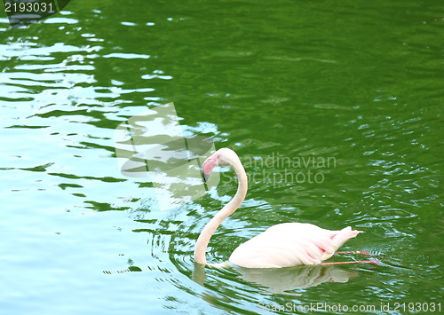 Image of Pink flamingo