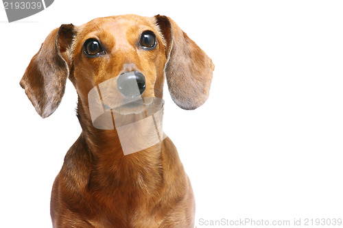 Image of Dachshund Dog