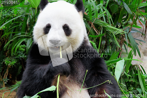 Image of panda eating bamboo leaf