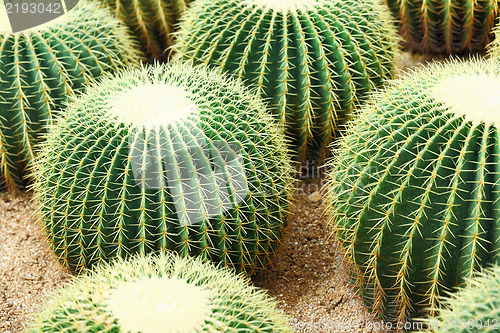 Image of cactus