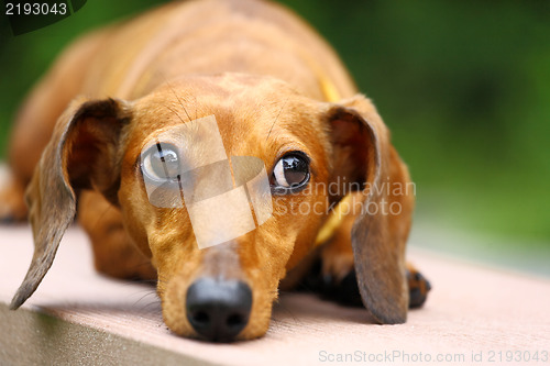 Image of dachshund dog