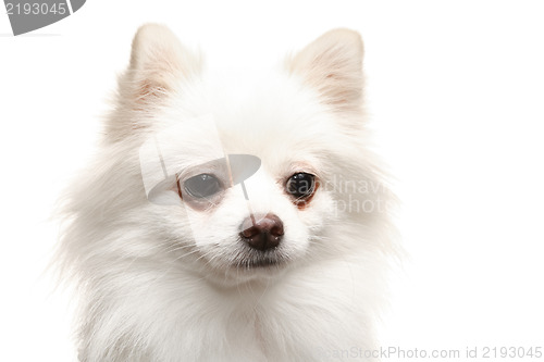 Image of white pomeranian dog