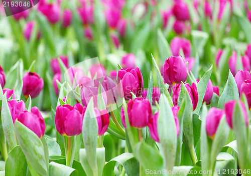 Image of colorful tulip flower