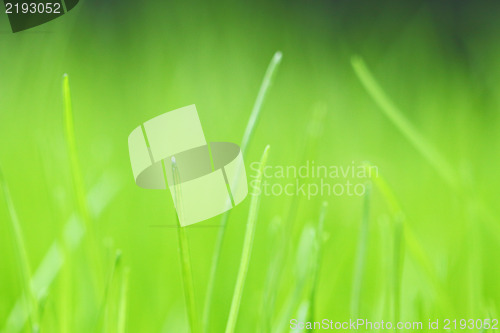 Image of fresh green grass