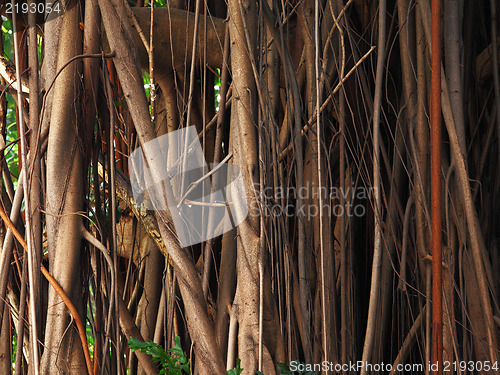 Image of tree root