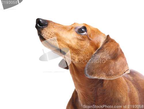 Image of Dachshund Dog