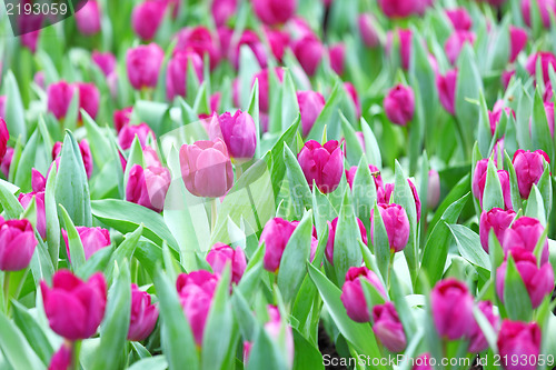 Image of purple tulips flower