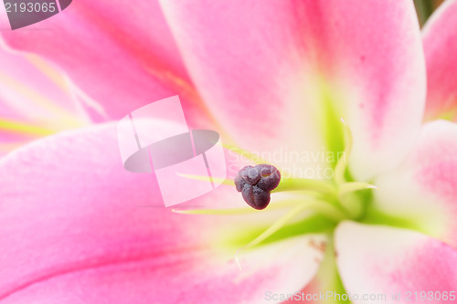 Image of Pink lily flower