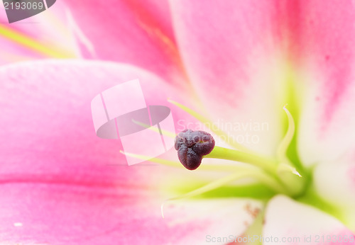 Image of Pink lily flower