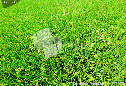 Image of paddy rice field