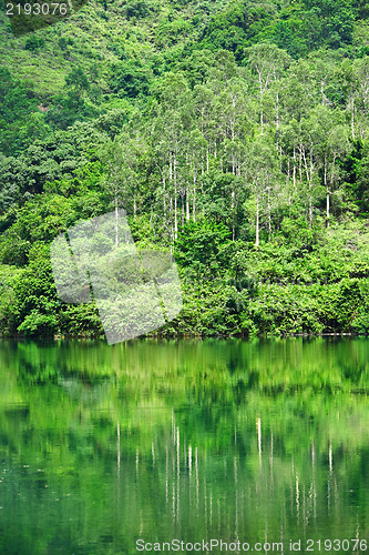 Image of forest with lake