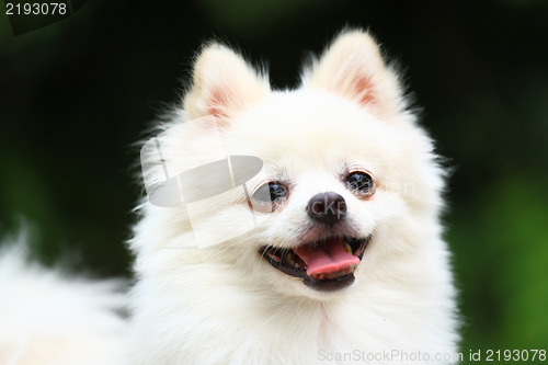 Image of white pomeranian dog