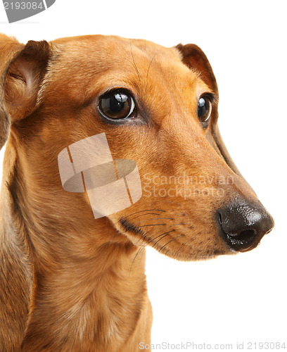 Image of brown dachshund dog