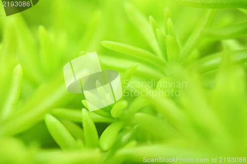 Image of green plant