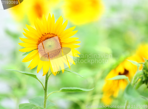 Image of Sunflower