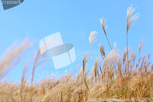 Image of grass in autumn