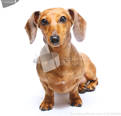 Image of Dachshund Dog