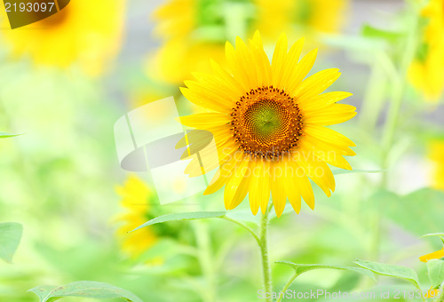 Image of Sunflower