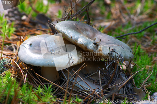 Image of Mushroom Russula