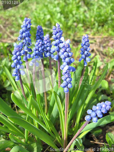 Image of Some beautiful blue flowers of muscari