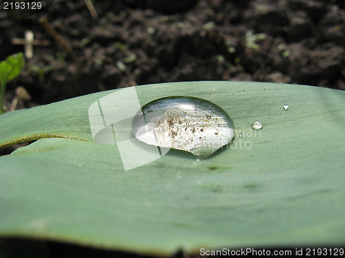 Image of Drop of water on a leaf