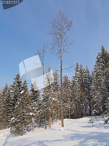 Image of Jura Mountain in Winter, Metabief area