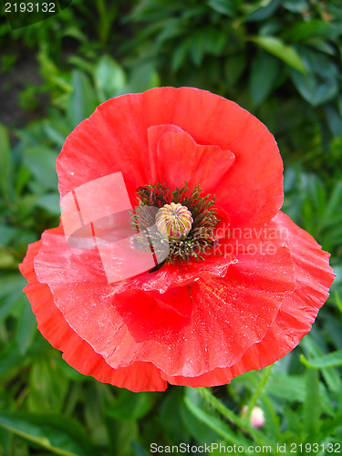 Image of beautiful flower of red poppy