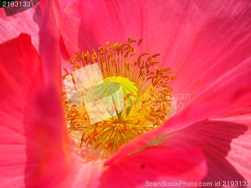 Image of the heart of beautiful flower of red poppy