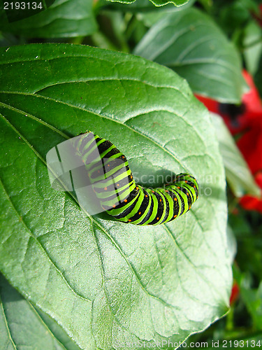Image of Caterpillar of the butterfly machaon on leaf