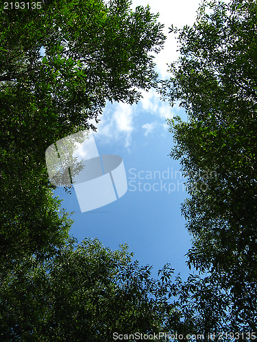 Image of Fragment of the blue sky among branches