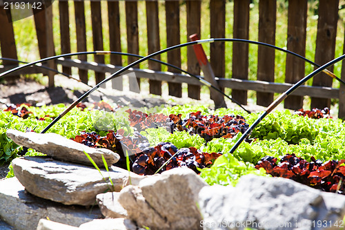 Image of Vegetable Garden