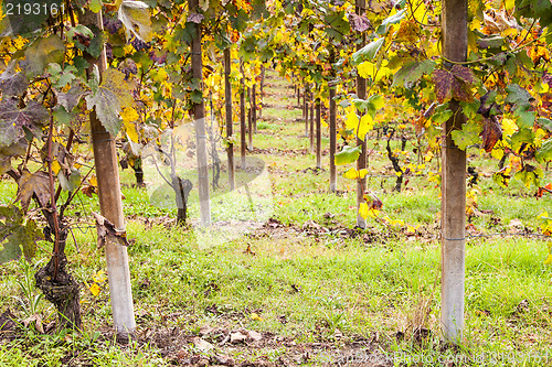 Image of Italian Vineyard