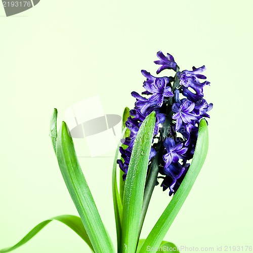 Image of blue hyacinth 