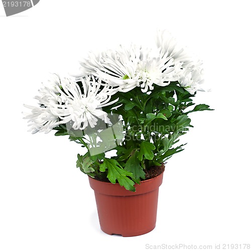 Image of chrysanthemum flower 