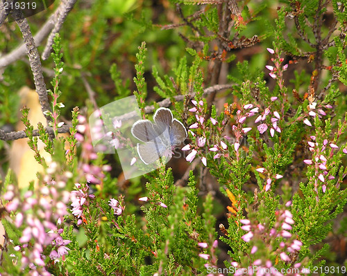 Image of bluewing butterfly in heather