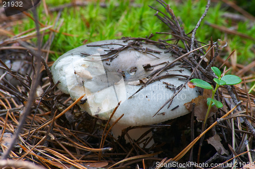 Image of Mushroom Russula