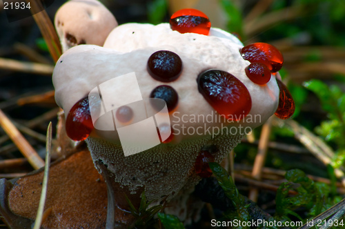 Image of Unknown Mushroom