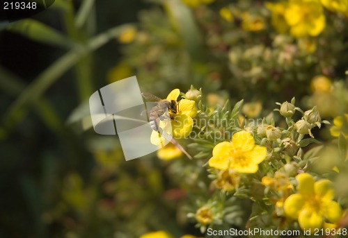 Image of Honey Bee