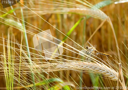 Image of Dragonfly