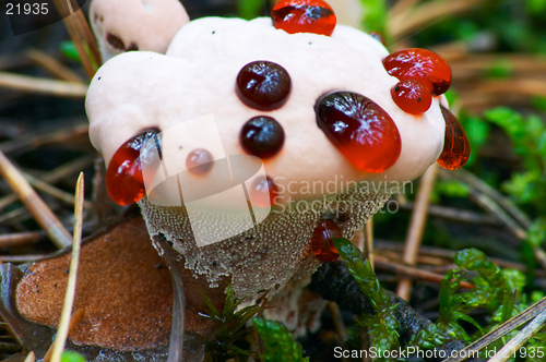 Image of Unknown Mushroom