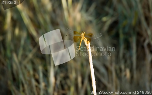 Image of Dragonfly