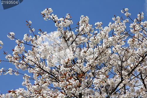 Image of Sakura