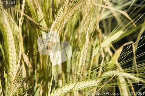 Image of Dragonfly