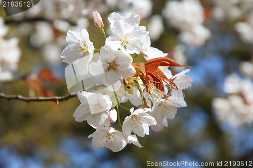 Image of Cherry blossom in Kyoto