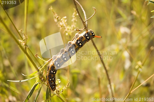 Image of 5-inch caterpillar