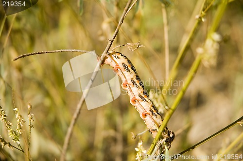 Image of 5-inch caterpillar